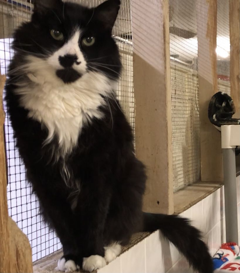 Sylvester